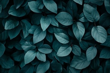 Tropical leaf backgrounds often feature the abstract dark green texture of Spathiphyllum cannifolium leaves, showcasing nature's beauty