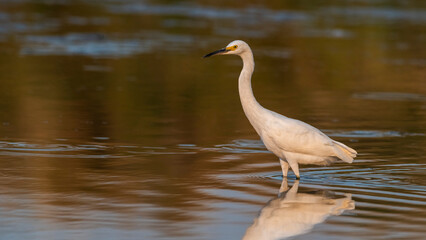 Snowy Egret, Egretta thula , perched, La Pampa Province, Patagonia, Argentina.