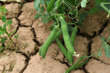 Green peas grow in the garden Beautiful close up of green fresh peas and pea pods. Healthy food, Bush of sweet pea with ripe pods cultivated on vegetable garden, green peas closeup in nature, Pakistan