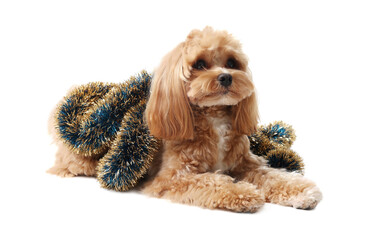 Cute dog with shiny tinsel on white background