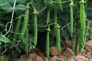 Obraz premium Green peas grow in the garden Beautiful close up of green fresh peas and pea pods. Healthy food, Bush of sweet pea with ripe pods cultivated on vegetable garden, green peas closeup in nature, Pakistan