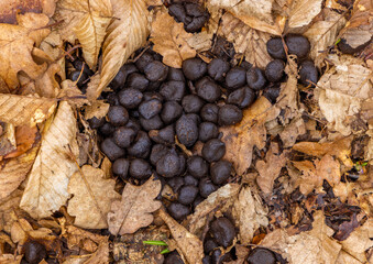 Close-up of deer feces on foliage in the forest