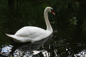 swan on the lake
