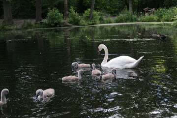 family of swans