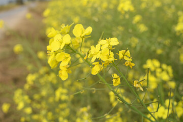 Mustard flower field is full blooming, yellow mustard field landscape industry of agriculture, mustard flowers closeup photo, Oil seed crop cultivation in Pakistan, Full Blooming Yellow Mustard Flower