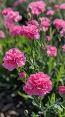 Obraz premium Bright pink carnations blooming in a garden