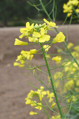Mustard flower field is full blooming, yellow mustard field landscape industry of agriculture, mustard flowers closeup photo, Oil seed crop cultivation in Pakistan, Full Blooming Yellow Mustard Flower