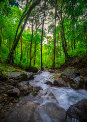 stream in the forest
