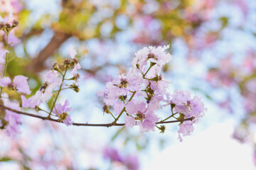 Obraz premium The purple flowers in full bloom are so beautiful. The delicate petals and bright yellow stamens create a bright contrast, while the green buds and leaves add a natural charm.