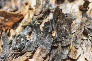 close-up of tree bark beautifully highlights its intricate textures and natural peeling layers.
