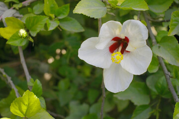 Beautiful flower of Shoeblack on plant, flower, red white Shoeblackplant flower, shoeblackplant flowers bloom among its dense leaves, Beautiful big red white flower closeup, Chakwal, Punjab, Pakistan