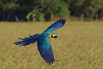 Colorful Blue and Gold Macaw parrot flying on the rice fields. Free flying bird
