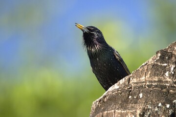 sturnus vulgari perched in tree