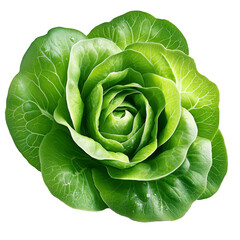 Fototapeta premium Fresh medium-sized head of iceberg lettuce ready for use in salads and cooking preparations