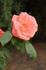 Beautiful pink white rose flower closeup in garden, A very beautiful pink white yellow rose flower bloomed on the rose tree, Rose flower closeup, bloom flowers, Natural spring flower floral background