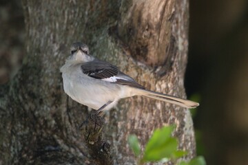 bird on the branch