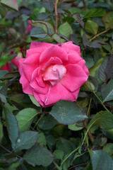 Beautiful pink white rose flower closeup in garden, A very beautiful pink white yellow rose flower bloomed on the rose tree, Rose flower closeup, bloom flowers, Natural spring flower floral background