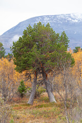 Fototapeta premium Zwei Kiefern werden zu einem Paar. Abisko Nationalpark in Schweden. Farbiger Herbst in Lapland.