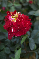 Beautiful red rose flower closeup in garden, A very beautiful red rose flower bloomed on the rose tree, Rose flower closeup, bloom flowers, Natural spring flower, Natural floral background,
