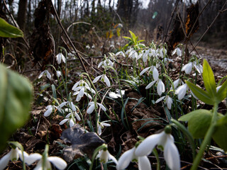 Natural Detail: Snowdrops Among Fallen Leaves in Sunlight 