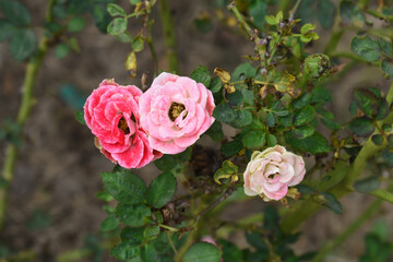Beautiful pink white rose flower closeup in garden, A very beautiful pink white yellow rose flower bloomed on the rose tree, Rose flower closeup, bloom flowers, Natural spring flower floral background