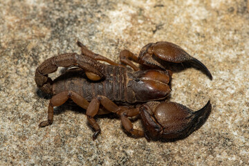 A beautiful Tugela Burrowing Scorpion (Opistophthalmus praedo) from the Tugela River Valley in KwaZulu-Natal, South Africa