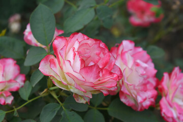 Beautiful pink white rose flower closeup in garden, A very beautiful pink white yellow rose flower bloomed on the rose tree, Rose flower closeup, bloom flowers, Natural spring flower floral background