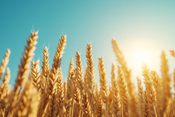 Fototapeta premium Golden wheat field under a clear blue sky with sunlight.