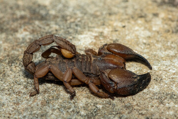 A beautiful Tugela Burrowing Scorpion (Opistophthalmus praedo) from the Tugela River Valley in KwaZulu-Natal, South Africa