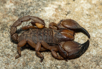 A beautiful Tugela Burrowing Scorpion (Opistophthalmus praedo) from the Tugela River Valley in KwaZulu-Natal, South Africa