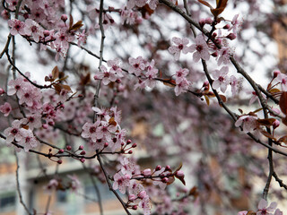 Cherry Blossoms in Spring: Pink Flowers on Tree Branch, Close-Up of Cherry Blossoms on Sunny Day