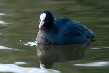 Eurasian Coot in the Water (Fulica atra)