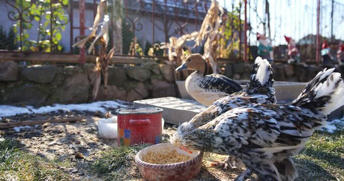Small Dutch Booted Bantam chicken and rooster feeding  on grain in a small rural family backyard. Close up shot, real time, no people