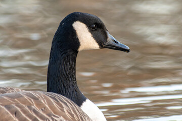 Canada Goose in the Water (Branta canadensis)