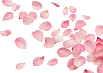 elegant pink petal composition for beauty and spa advertising, isolated on white