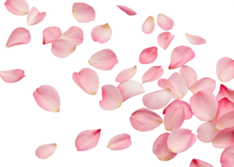 elegant pink petal composition for beauty and spa advertising, isolated on white