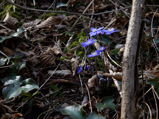 Hepatica Flowers on Forest Floor: Natural Spring Scene