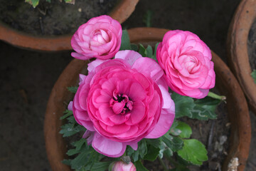 Beautiful Pink ranunculus flower growing in an outdoor flower garden. ranunculus flower closeup, Pink blooming flower, Closeup shot of a beautiful blossoming ranunculus in field
