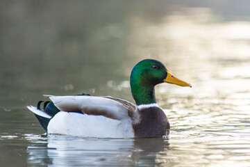 Mallard Drake Swimming in Water (Anas platyrhynchos)