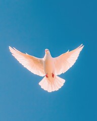Fototapeta premium White Dove in Flight Against Blue Sky