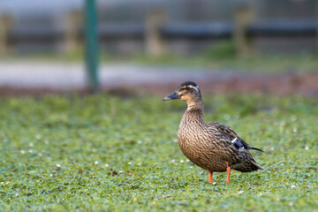 Female Mallard in the Grass (Anas platyrhynchos)