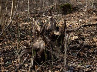 Woodland Stump Close-Up: Moss and Fallen Leaves 