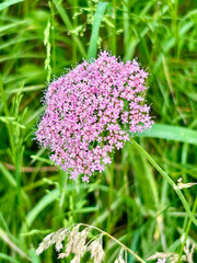 Close-up of a delicate pink wildflower blooming amid lush green grass, showcasing the intricate details of the tiny flowers and the natural beauty of a wild countryside landscape.