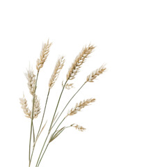 "Watercolor Wheat Illustration | Isolated on Transparent Background. 








