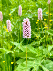 Fototapeta premium A vibrant pink wildflower stands amidst the lush greenery of a meadow, surrounded by similar flowers and small yellow flowers, exuding a sense of tranquility and natural beauty. 