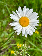 Fototapeta premium A vibrant close-up image of a white daisy flower with a yellow center against a lush green background. The daisy stands out in sharp focus, capturing the simplicity and beauty of nature. 