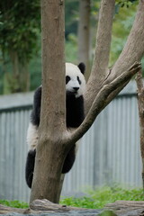 Giant Panda Playing in Chengdu
