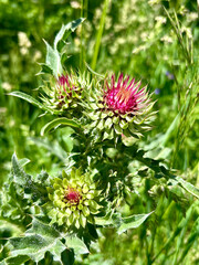 Vibrant wild thistle flowers displaying striking shades of pink and green in the bright sunlight, surrounded by lush green foliage in a natural meadow setting, illustrating the beauty of nature bloom