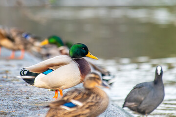 Male Mallard (Anas platyrhynchos) at the Water's Edge
