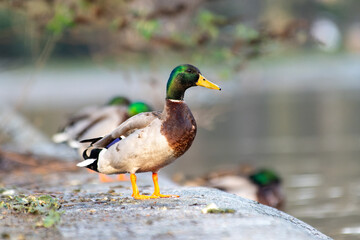 Male Mallard (Anas platyrhynchos) at the Water's Edge
